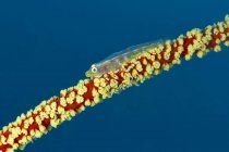 Primo piano di minuscoli semi trasparenti Bryaninops yongei o Whip coral goby fish vicino Cirripathes anguina coral in acque marine scure — Foto stock