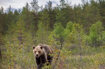 Tracking shot de adulto peludo oso marrón caminando y de pie en el suelo en la reserva natural durante el día - foto de stock