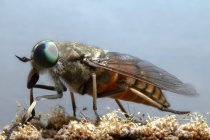 Macro tiro de mosca gigante escura Tabanus sudeticus inseto com olhos compostos verdes sentados na flor florescendo na natureza — Fotografia de Stock