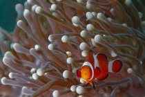 Kleiner Amphiprion Ocellaris oder Clownfisch mit leuchtend buntem Körper versteckt sich inmitten von Korallenriffen im tropischen Ozeanwasser — Stockfoto