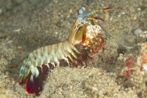 Camarones Mantis vivos y coloridos sentados en el fondo del mar arenoso en hábitat natural - foto de stock