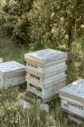 Aveari di legno situati su prato erboso vicino ad alberi in apiario in giorno d'estate — Foto stock