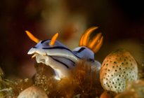 Світло-блакитний оголений молюск з жовтими носорогами і щупальцями, що сидять на рифі в глибині моря — стокове фото