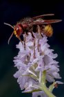Macro shot di testa di calabrone europeo o Vespa crabro insetto più grande vespa eusociale nativa dell'Europa contro sfondo scuro sfocato in natura — Foto stock