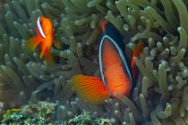 Kleiner Amphiprion frenatus oder Tomaten-Clownfisch mit leuchtend buntem Körper, der sich inmitten von Korallenriffen im tropischen Ozeanwasser versteckt — Stockfoto