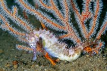 Primo piano di esotico tropicale ippocampo istrice o cavalluccio marino spinoso sul fondo sabbioso del mare con barriera corallina — Foto stock