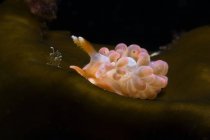 Gastropode mollusque avec tentacules sur manteau nageant dans un aqua marin transparent sur fond noir — Photo de stock