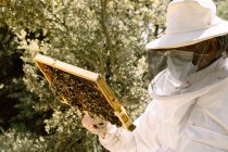 Apicultor masculino em traje protetor e máscara facial examinando favo de mel com abelhas enquanto trabalhava em apiário no dia ensolarado de verão — Fotografia de Stock