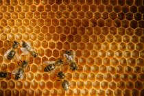 Primer plano de las abejas melíferas en panal de cera con celdas hexagonales para el fondo de concepto apícola y apícola - foto de stock