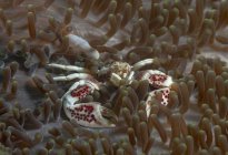 Full length white and red Porcelain Anemone crab crawling on soft coral in seawater — Stock Photo
