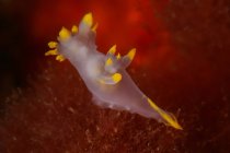 Transluzente Nacktschnecke mit gelben Tentakeln schwimmt im tiefdunklen Meerwasser über dem Riff — Stockfoto