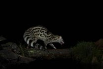 Side view of genet with spots in natural habitat in darkness at night — Stock Photo