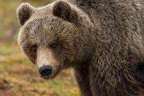 Отслеживание снимка взрослого пушистого бурого медведя, гуляющего и стоящего на земле в заповеднике днем — стоковое фото