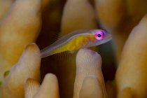 Primer plano de los pequeños peces marinos tropicales exóticos Bryaninops natans o Redeye goby nadando entre los arrecifes de coral submarinos - foto de stock