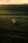 Junge Frau in rustikalem Vintage-Kleid läuft allein im weiten grünen Grasfeld an einem Sommerabend auf dem Land — Stockfoto