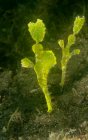 Closeup of tropical marine bright green Solenostomus halimeda or Halimeda ghostpipefish fish floating in transparent water over sandy seabed — Fotografia de Stock