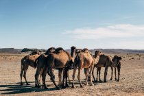 Camels on hot sand in sunny desert in Morocco — Stock Photo