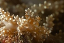 Група різнокольорових анемонів, що повзають на нерівній кораловій поверхні у глибокій морській воді — стокове фото