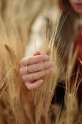 Обрізати невпізнавану жінку з золотими кільцями на пальцях, торкаючись пшеничних шипів у полі — стокове фото