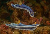 Nudibranquios de color azul claro con rinóforos amarillos y tentáculos nadando juntos en aguas profundas - foto de stock