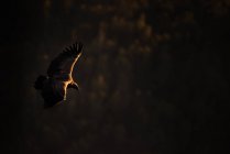 Vista laterale di un avvoltoio che vola in alto con le ali aperte — Foto stock
