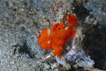 Крупный план маленького красного Antennarius pictus или рыбы-лягушки, плавающей среди кораллов в тропических морских водах — стоковое фото