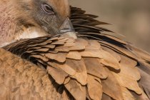 Portrait of a vulture posing at sunset while looking away in a blurred background — Stock Photo