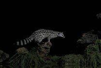 Vista laterale del genet con macchie in habitat naturale nel buio di notte — Foto stock