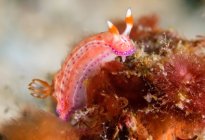 Светло-розовый моллюск с носорогами и щупальцами ползает по естественному рифу на дне моря — стоковое фото