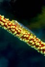 Closeup of tiny semi transparent Bryaninops yongei or Whip coral goby fish near Cirripathes anguina coral in dark sea water — Stock Photo