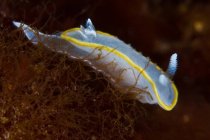 Molusco nudibranquial blanco translúcido con rinóforos arrastrándose sobre fondo de mar profundo en agua limpia - foto de stock