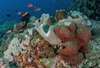 Scuola di piccoli pesci che nuotano sotto l'acqua pura dell'oceano con barriere coralline sul fondo — Foto stock