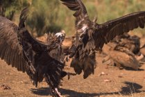 Vista laterale degli avvoltoi che combattono a terra con uno sfondo sfocato — Foto stock