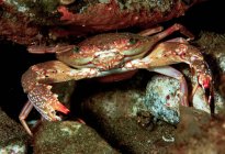 Crabe marin sauvage rampant sur le fond pierreux de la mer sur fond noir dans l'habitat naturel — Photo de stock