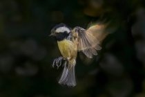 Great tit with spread wings flying over tree in woods — Fotografia de Stock