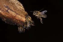 Macro shot of European honey bees Apis mellifera swarming near wooden stick on black background — Fotografia de Stock