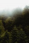 Malerischer Blick auf grüne Bäume, die auf einem Hügel in der Nähe von Wiese mit Gras und bewölktem Himmel wachsen — Stockfoto