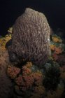 Морское биоразнообразие с красочным морем кораллового рифа в тропической чистой воде — стоковое фото