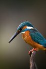 Closeup kingfisher bird sitting on branch isolated on neutral background — Stock Photo