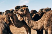 Camellos sobre arena caliente en el soleado desierto de Marruecos - foto de stock