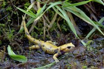 Closeup of spotted yellow colored fire salamander Salamandra salamandra on wet grassy ground in nature — Stock Photo