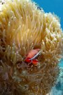 Piccolo pesce pagliaccio Amphiprion frenatus o pomodoro con un corpo colorato e luminoso nascosto tra la barriera corallina nell'acqua tropicale dell'oceano — Foto stock