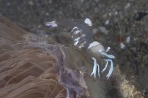 Camarão incomum de comprimento total com corpo transparente e cauda branca e garras sentadas no recife em água do mar escura — Fotografia de Stock