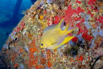 Крупним планом яскраво-жовта амблігліфідодон ауреуса або золотої дамби тропічна морська риба, що плаває біля барвистих рифів у океанічній воді — стокове фото