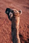 From above of head of peaceful camel with sand on blurred background in Morocco — Stock Photo