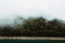 Vista pitoresca de árvores coníferas verdes que crescem na colina em névoa — Fotografia de Stock