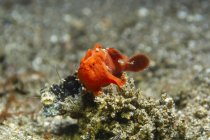 Primer plano del pequeño Antennarius pictus rojo o pez rana pintado flotando entre corales en aguas marinas tropicales - foto de stock