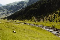 Rapide di pietra di fiume di montagna vicino a foresta che cresce su collina in estate — Foto stock