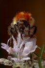 Closeup de abelha comum carder Bombus pascuorum alimentando-se de botão de flor selvagem na natureza — Fotografia de Stock