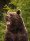 Tracking shot of adult furry brown bear walking and standing on ground in nature reserve on daytime — Stock Photo